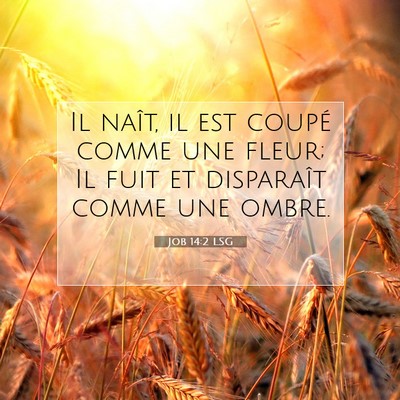 Job 14:2 LSG Image du verset biblique